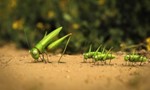 Minuscule : La Vie privée des insectes 2x10 ● La sauterelle qui ne savait pas sauter