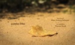 Minuscule : La Vie privée des insectes 2x17 ● Patatas Fritas