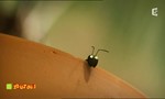 Minuscule : La Vie privée des insectes 2x71 ● Le drapeau noir flotte sur la marmite