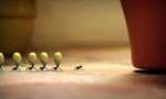Minuscule : La Vie privée des insectes 2x75 ● À babord toute !