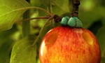 Minuscule : La Vie privée des insectes 2x78 ● Pomme d'amour