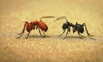 Minuscule : La Vie privée des insectes 2x105 ● Roméo et fourmi