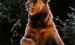 Manimal 1x08 ● La légende de l'ours de bronze