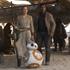 Les nouveaux héros : Rey, BB-8 et Finn
