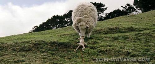 Black Sheep 06