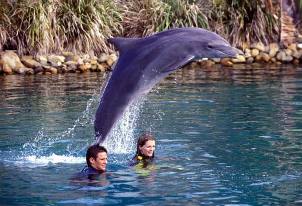 Trempette avec un dauphin