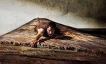 L'homme qui rétrécit -  Bande annonce VF du Film