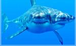 Voir la critique de 2-Headed Shark Attack