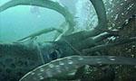 Voir la critique de Kraken - Le monstre des profondeurs