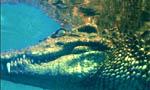 Voir la critique de L'attaque du crocodile géant